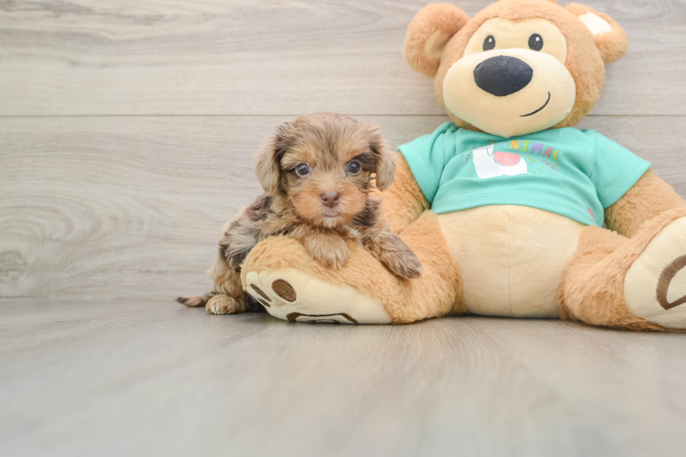 Petite Yorkie Poo Poodle Mix Pup
