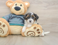 8 week old Yorkie Poo Puppy For Sale - Florida Fur Babies