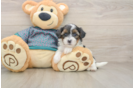 Adorable Yorkiedoodle Poodle Mix Puppy