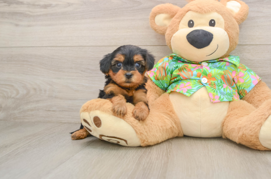 Yorkie Poo Pup Being Cute