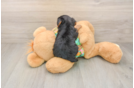Petite Yorkie Poo Poodle Mix Pup