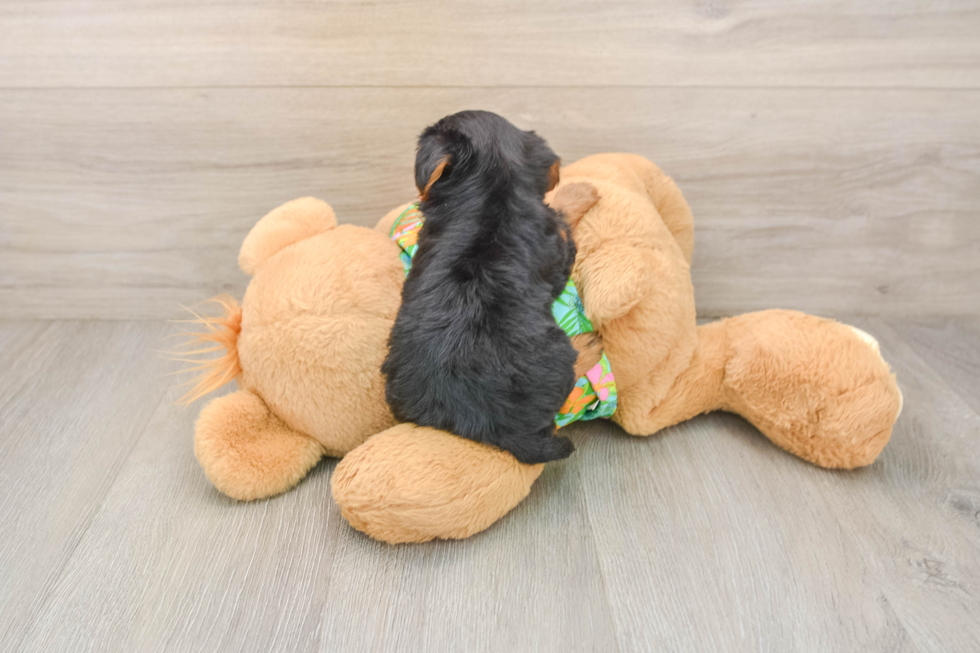 Petite Yorkie Poo Poodle Mix Pup
