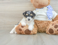 7 week old Yorkie Poo Puppy For Sale - Florida Fur Babies