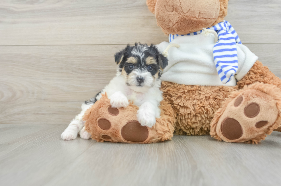 6 week old Yorkie Poo Puppy For Sale - Florida Fur Babies