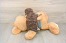 Smart Yorkie Poo Poodle Mix Pup
