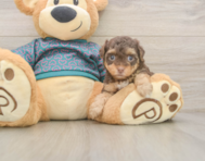 6 week old Yorkie Poo Puppy For Sale - Florida Fur Babies