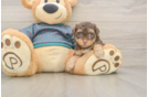 Funny Yorkie Poo Poodle Mix Pup