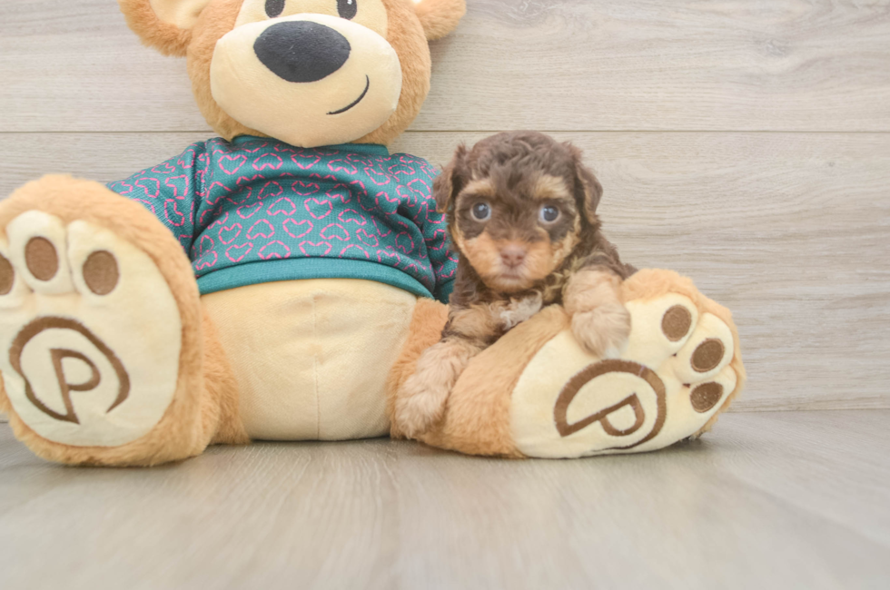 5 week old Yorkie Poo Puppy For Sale - Florida Fur Babies