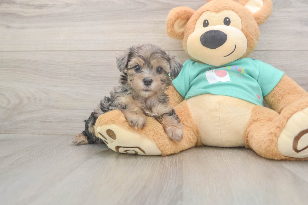 Meet Goldie - our Yorkie Poo Puppy Photo  2/3 - Florida Fur Babies Friendly Yorkie Poo Baby