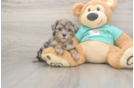 Meet Goldie - our Yorkie Poo Puppy Photo  2/3 - Florida Fur Babies Friendly Yorkie Poo Baby