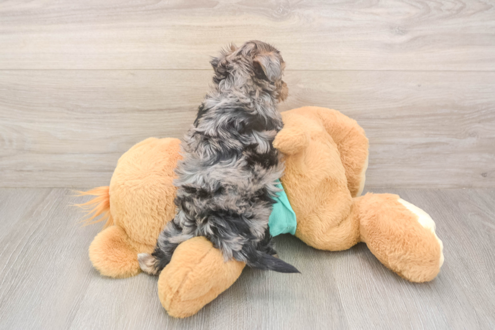 Meet Goldie - our Yorkie Poo Puppy Photo  3/3 - Florida Fur Babies Sweet Yorkie Poo Baby