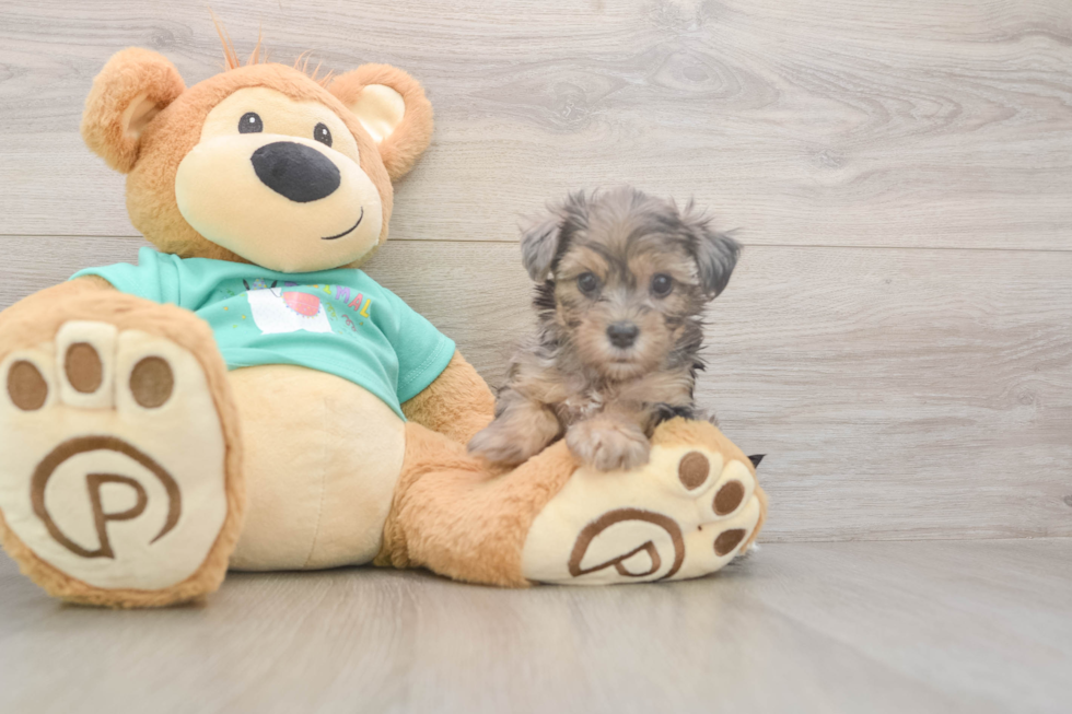 Meet Goldie - our Yorkie Poo Puppy Photo  1/3 - Florida Fur Babies Best Yorkie Poo Baby