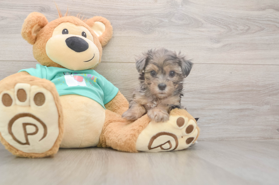 5 week old Yorkie Poo Puppy For Sale - Florida Fur Babies