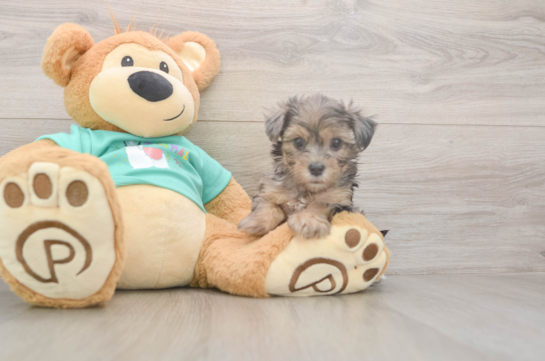 5 week old Yorkie Poo Puppy For Sale - Florida Fur Babies Best Yorkie Poo Baby