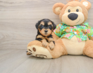 8 week old Yorkie Poo Puppy For Sale - Florida Fur Babies