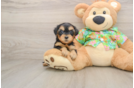 Small Yorkie Poo Baby