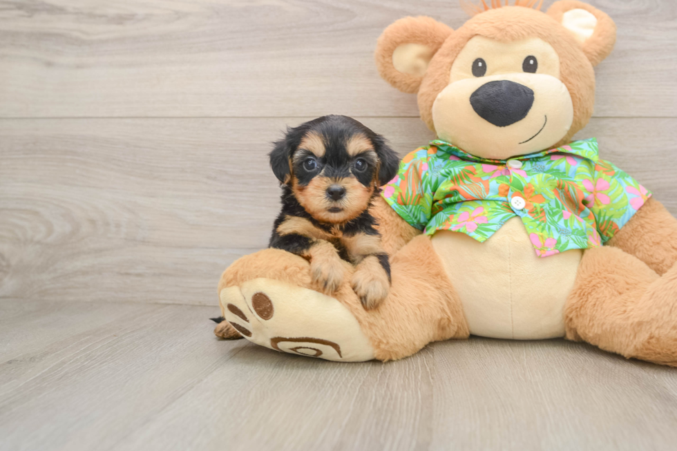 Small Yorkie Poo Baby