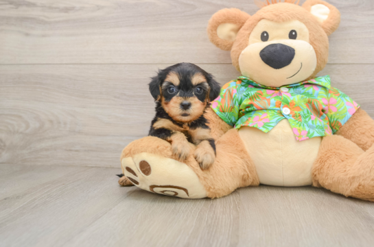Small Yorkie Poo Baby