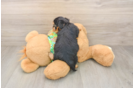 Friendly Yorkie Poo Baby