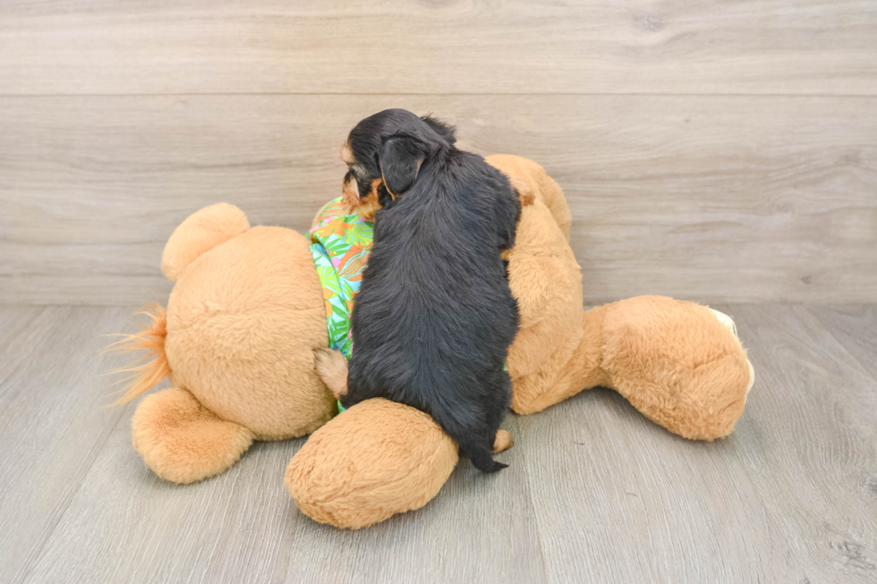 Friendly Yorkie Poo Baby