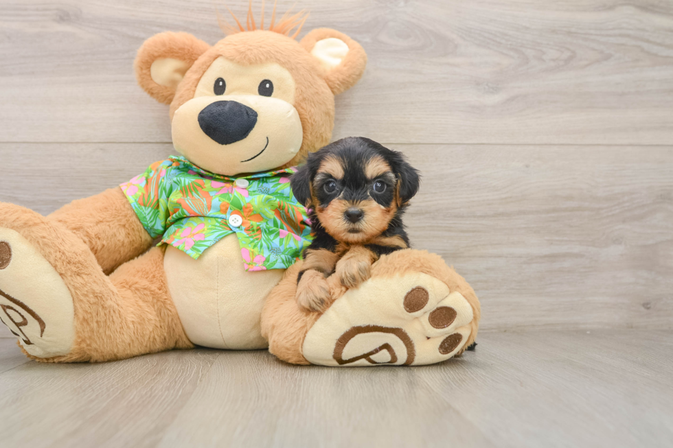 Best Yorkie Poo Baby
