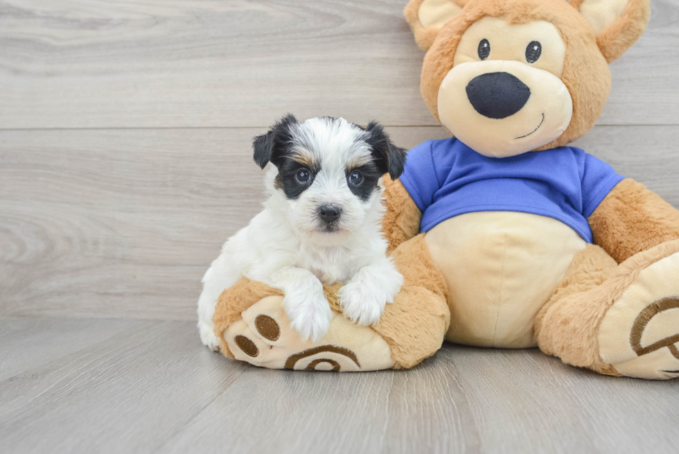 Yorkie Poo Puppy for Adoption