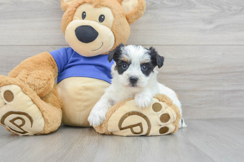 7 week old Yorkie Poo Puppy For Sale - Florida Fur Babies