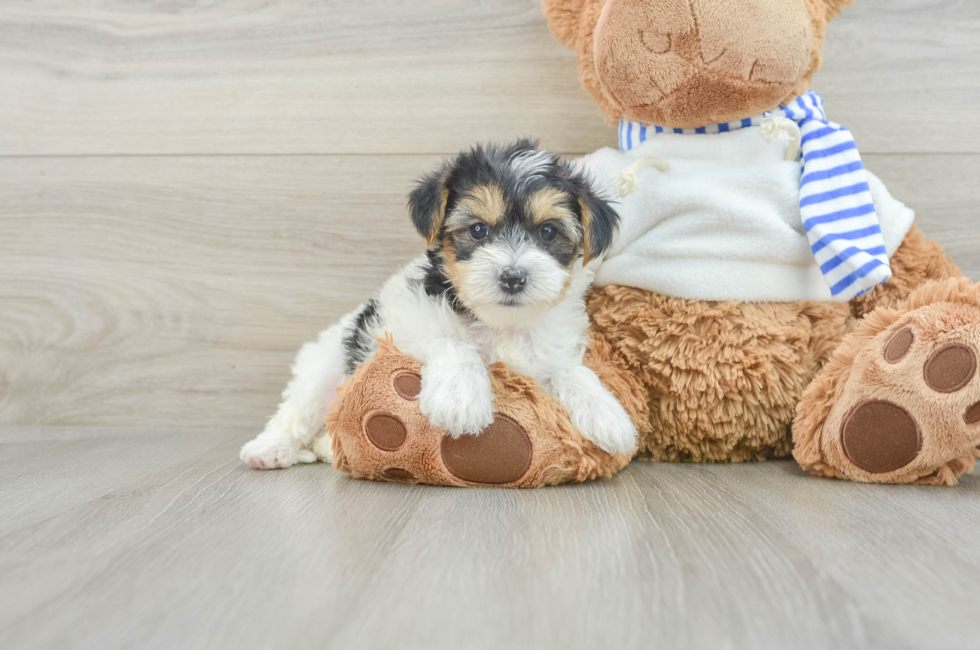 6 week old Yorkie Poo Puppy For Sale - Florida Fur Babies