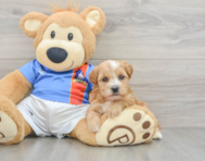 7 week old Yorkie Poo Puppy For Sale - Florida Fur Babies