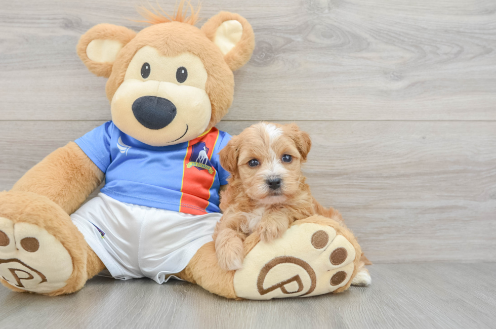 5 week old Yorkie Poo Puppy For Sale - Florida Fur Babies
