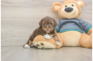 Yorkie Poo Pup Being Cute