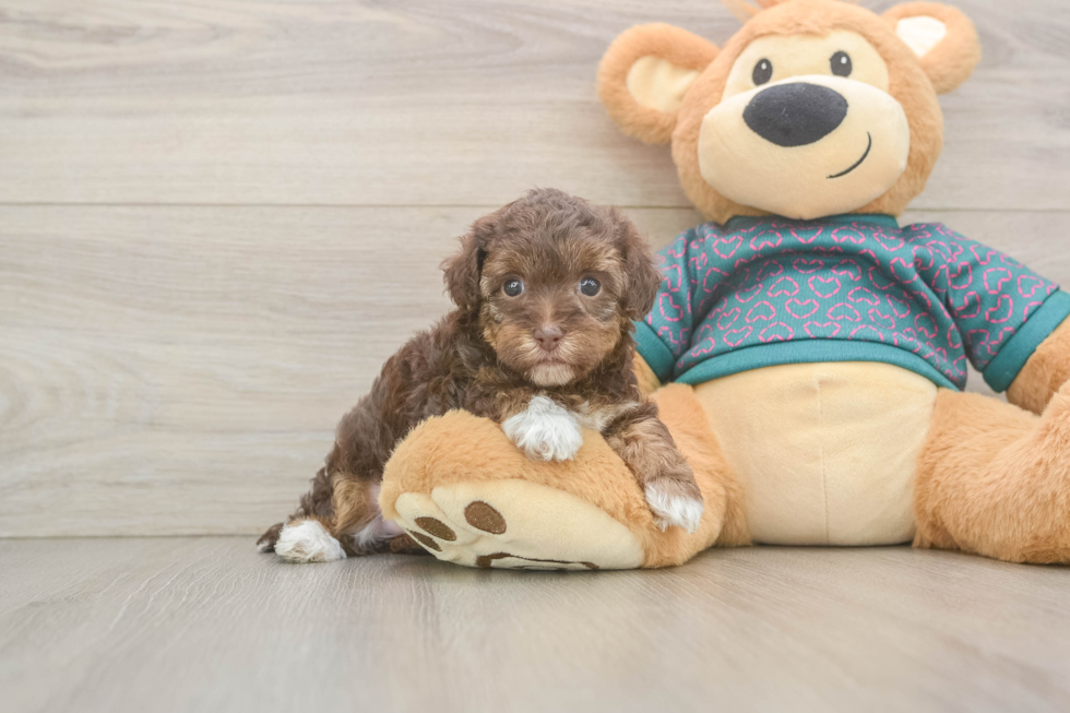 Yorkie Poo Pup Being Cute