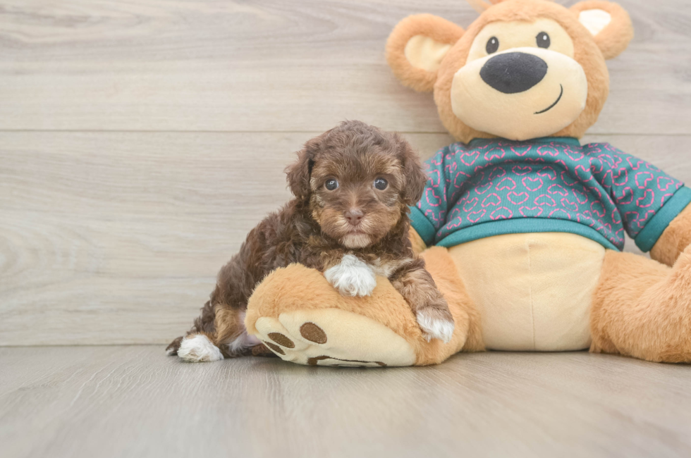 5 week old Yorkie Poo Puppy For Sale - Florida Fur Babies