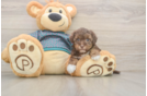 Best Yorkie Poo Baby