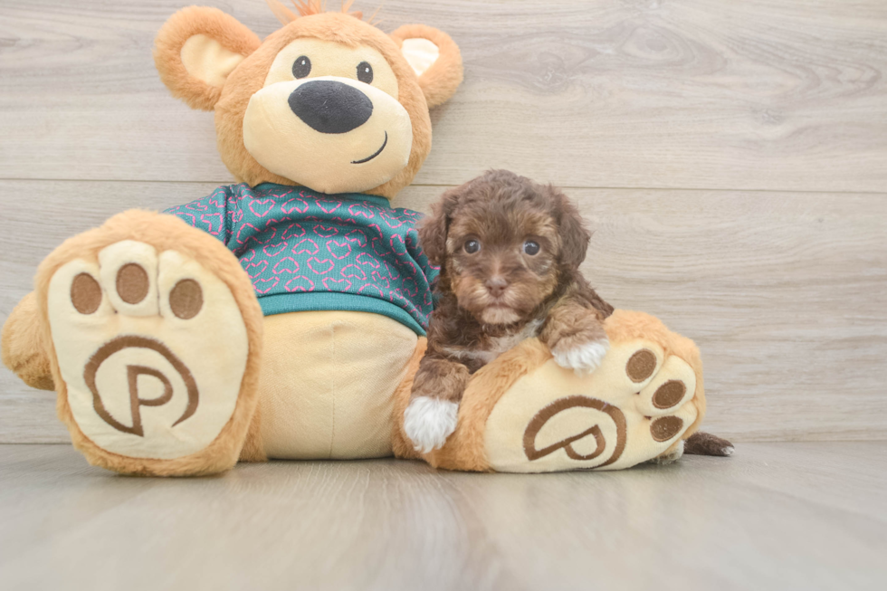 Best Yorkie Poo Baby