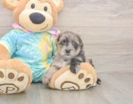 7 week old Yorkie Poo Puppy For Sale - Florida Fur Babies