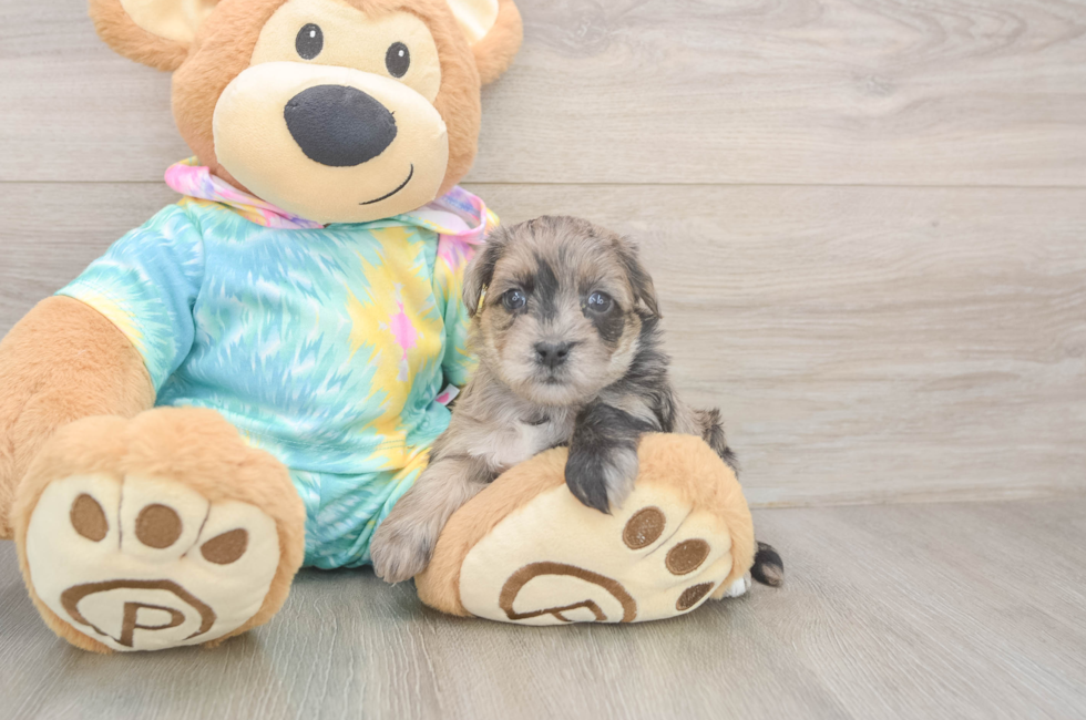 5 week old Yorkie Poo Puppy For Sale - Florida Fur Babies
