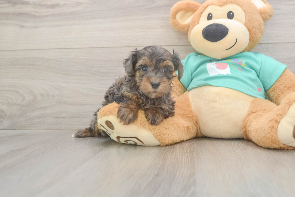 Meet Grace - our Yorkie Poo Puppy Photo  2/3 - Florida Fur Babies Best Yorkie Poo Baby