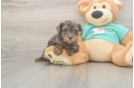 Meet Grace - our Yorkie Poo Puppy Photo  2/3 - Florida Fur Babies Best Yorkie Poo Baby