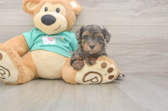5 week old Yorkie Poo Puppy For Sale - Florida Fur Babies Small Yorkie Poo Baby