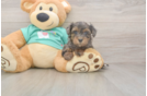 Meet Grace - our Yorkie Poo Puppy Photo  1/3 - Florida Fur Babies Small Yorkie Poo Baby