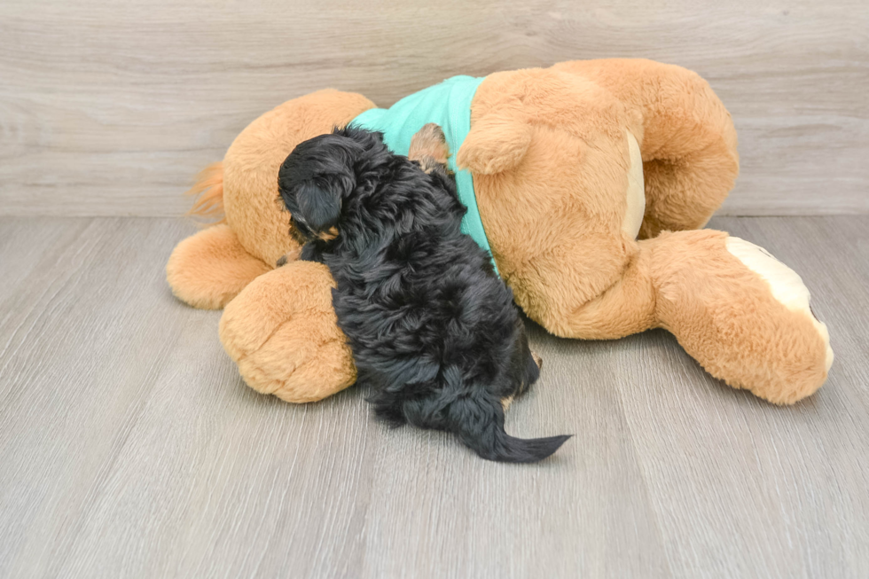 Yorkie Poo Puppy for Adoption