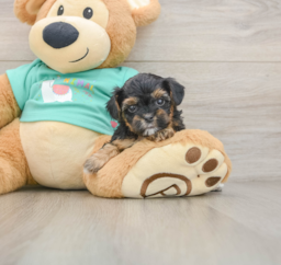 7 week old Yorkie Poo Puppy For Sale - Florida Fur Babies