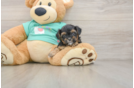 Best Yorkie Poo Baby