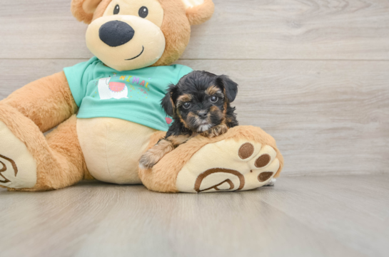 Best Yorkie Poo Baby