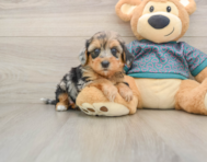 8 week old Yorkie Poo Puppy For Sale - Florida Fur Babies