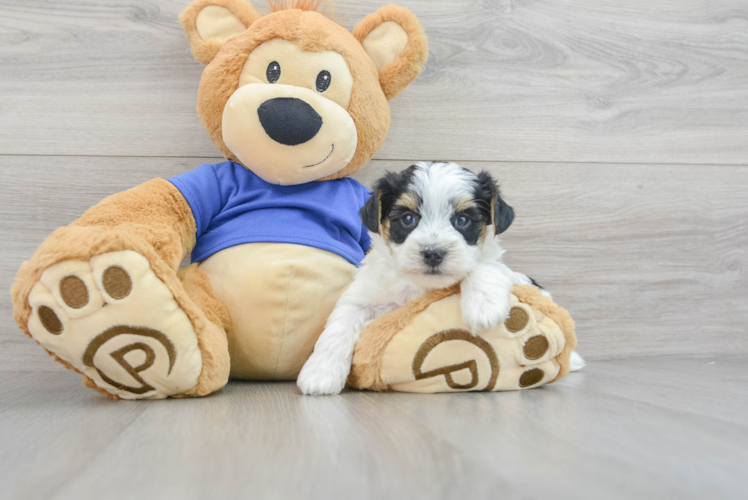 Smart Yorkie Poo Poodle Mix Pup