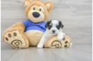 Smart Yorkie Poo Poodle Mix Pup