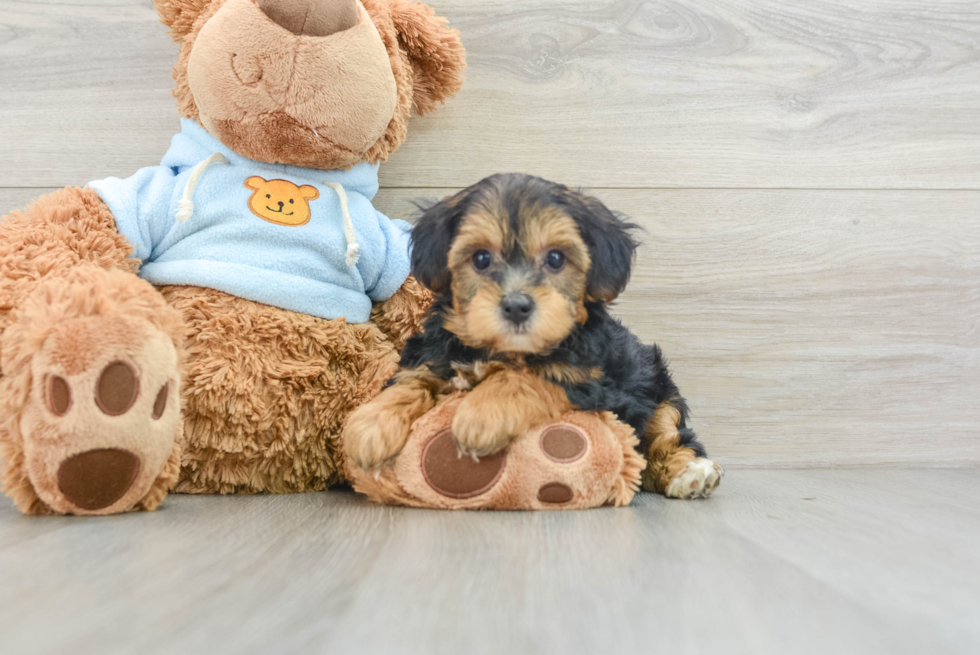 Sweet Yorkie Poo Baby