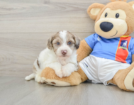 6 week old Yorkie Poo Puppy For Sale - Florida Fur Babies